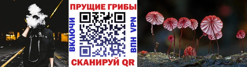 как найти   Стародуб  Галлюциногенные грибы мицелий 